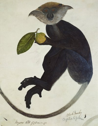 Black Monkey (pen og blæk og wc på papir) af English School